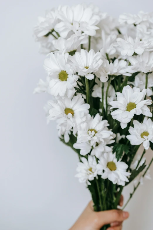 a person holding a bunch of white flowers, by Carey Morris, trending on unsplash, on white background, chrysanthemum, with a long white, looking left