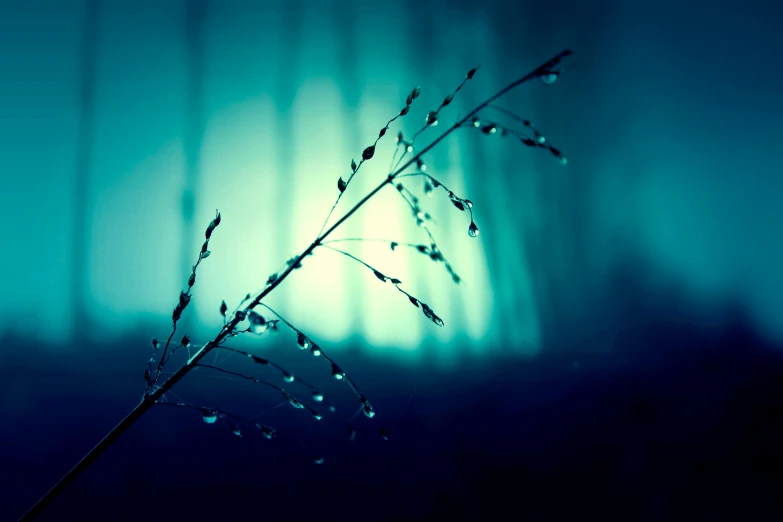 a close up of a plant with water droplets on it, an album cover, inspired by Elsa Bleda, unsplash, art photography, blue bioluminescence, mikko lagerstedt, twigs, turquoise gradient