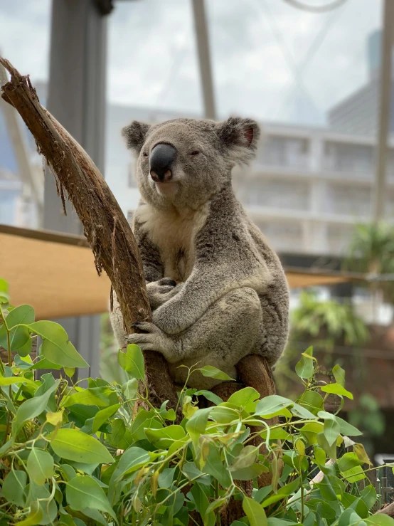 a koala sitting on top of a tree branch, a portrait, pexels contest winner, happening, biodome, apartment, 3/4 front view, low quality photo