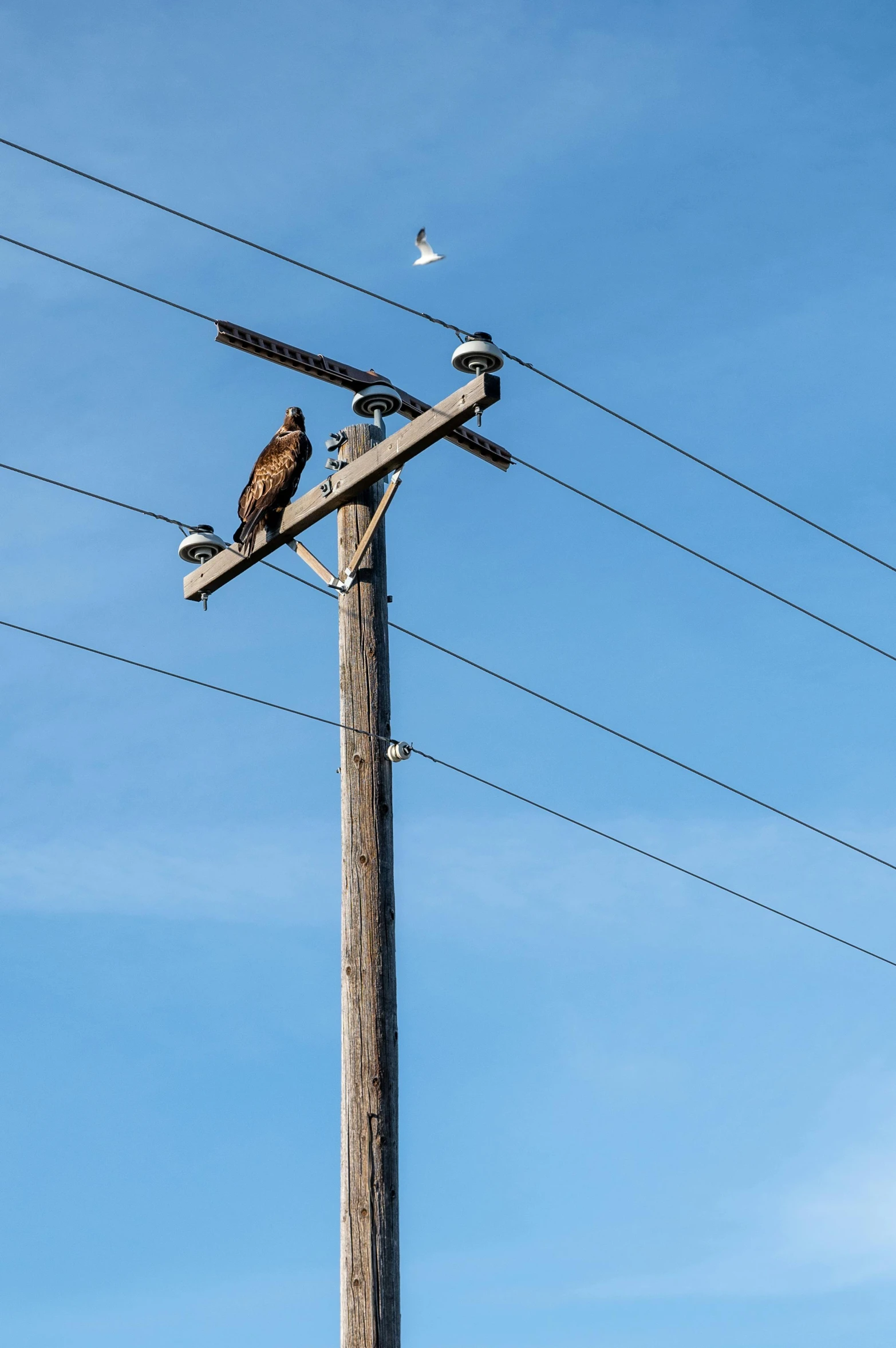 a couple of birds sitting on top of a wooden pole, by Joe Stefanelli, trending on pexels, electrical cables, an eagle, minn, a tall