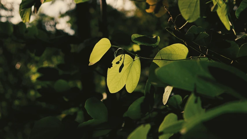 a close up of some leaves on a tree, a picture, unsplash, visual art, moringa oleifera leaves, lo-fi, instagram picture, cinematic shot ar 9:16 -n 6 -g