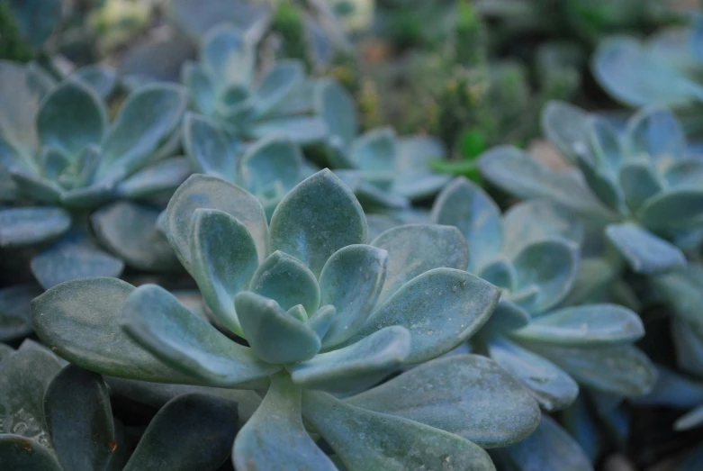 a close up of a bunch of green plants, by Jessie Algie, unsplash, blue gray, botanic garden, low quality photo, peyote cactus desert