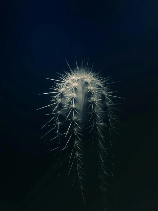 a close up of a cactus plant on a black background, inspired by Elsa Bleda, underwater view, alessio albi, tall thin, night sky