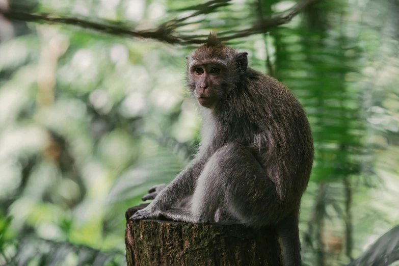 a monkey sitting on top of a tree stump, pexels contest winner, sumatraism, pale grey skin, full frame image, blank, 🦩🪐🐞👩🏻🦳