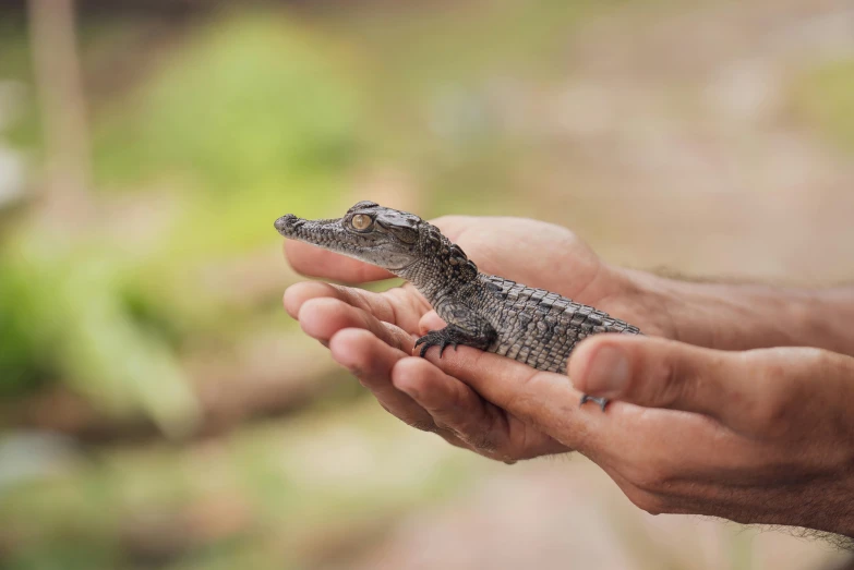 a person holding a small alligator in their hands, by Daniel Lieske, hurufiyya, platypus, lightweight, commercially ready, exploration