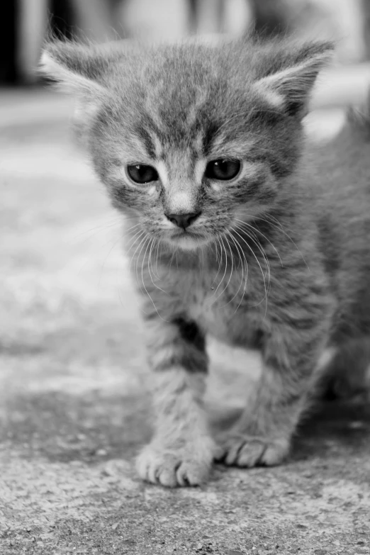 a black and white photo of a kitten, by Muggur, walking towards the camera, very sad face, low dof, taken in zoo