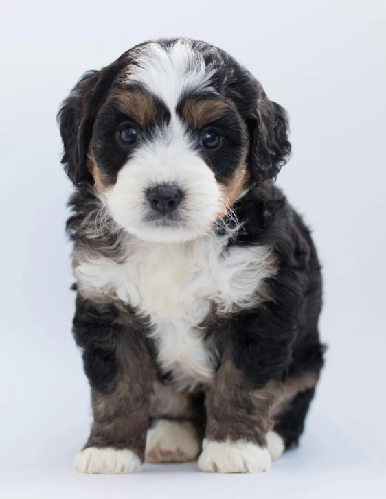 a puppy sitting in front of a white background, trending on unsplash, renaissance, lgbtq, curly, tuxedo, from wikipedia