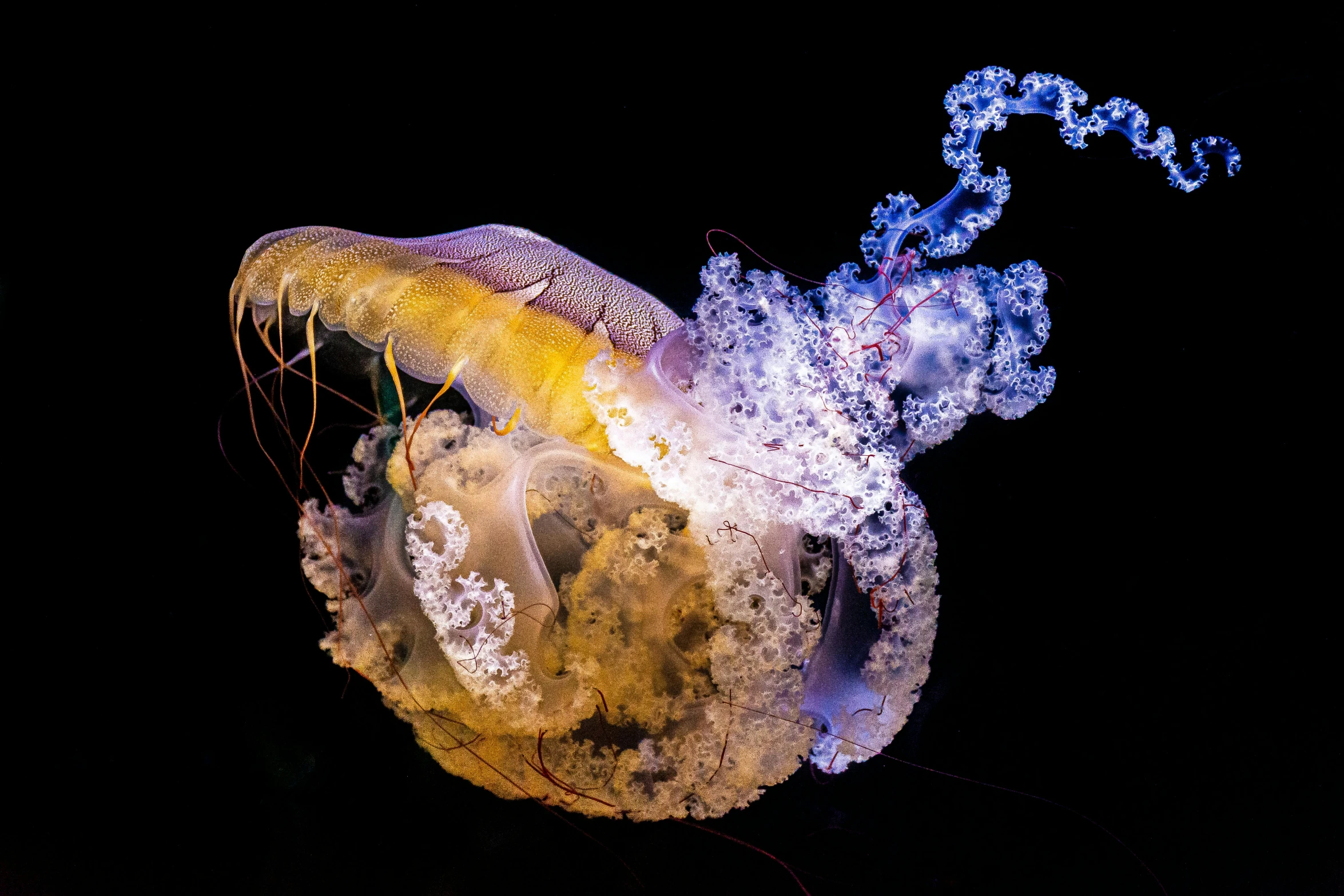 a jellyfish that is floating in the water, by Adam Marczyński, pexels contest winner, net art, tendrils of colorful light, full view of seahorse, slide show, glowing veins of white