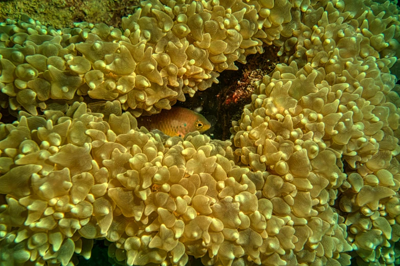 a close up of a coral with a fish in it, in the middle of a small colony, photograph taken in 2 0 2 0, brown, shot with sony alpha 1 camera