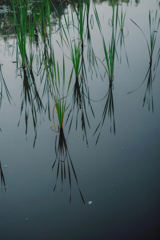 a body of water that has some grass in it, unsplash, land art, vietnam, wet reflections in square eyes, shot on 1 5 0 mm, marsh