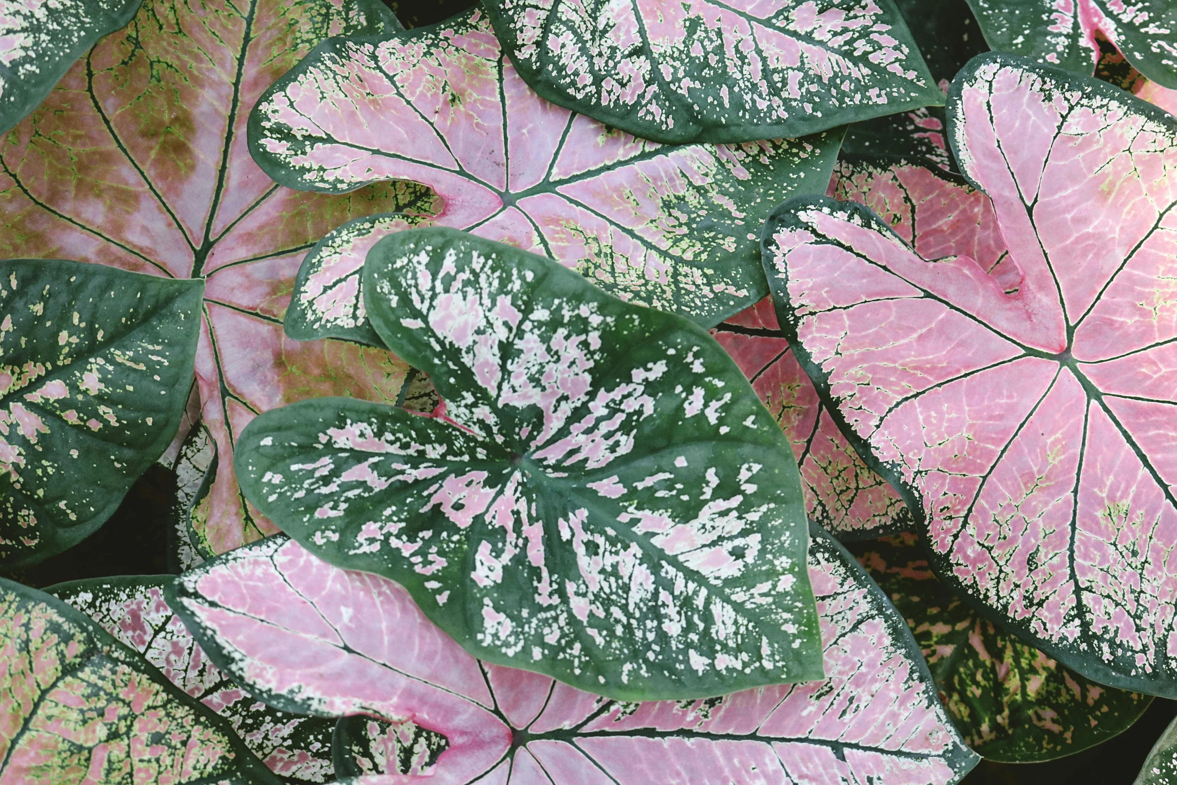 a close up of a plant with pink and green leaves, carlos shwabe, large leaves, pink white and green, flattened