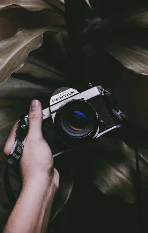 a person holding a camera in front of a plant, pexels contest winner, vintage aesthetic, looking up at the camera, high quality photo, today\'s featured photograph 4k