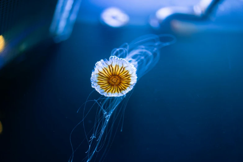 a jellyfish floating on top of a body of water, a macro photograph, unsplash contest winner, hurufiyya, glowing delicate flower, blue and yellow fauna, today\'s featured photograph 4k, glowing veins of white