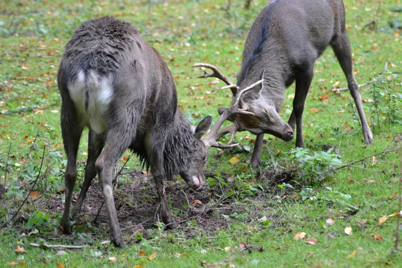 a couple of deer standing on top of a lush green field, stuck in mud, devouring, grey, older male