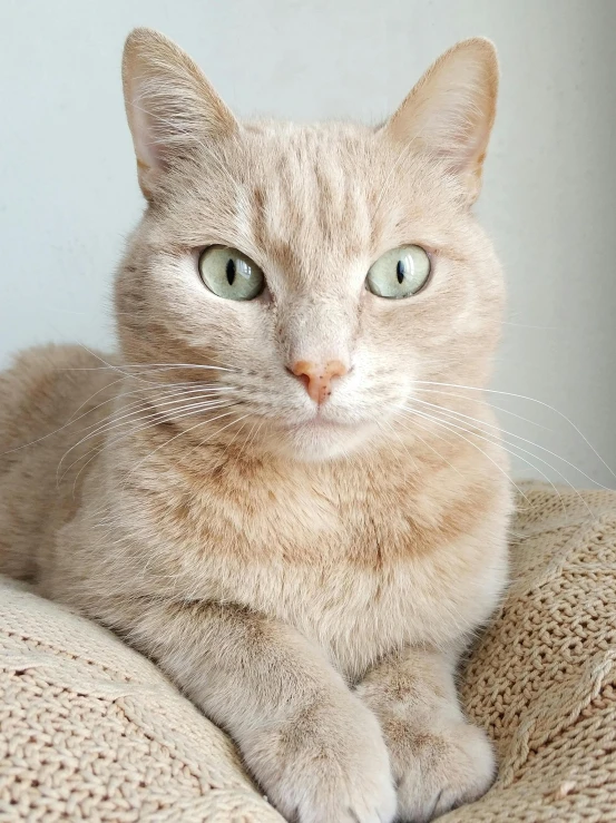 a close up of a cat laying on a couch, mint green eyes, on a pale background, hr ginger, instagram picture