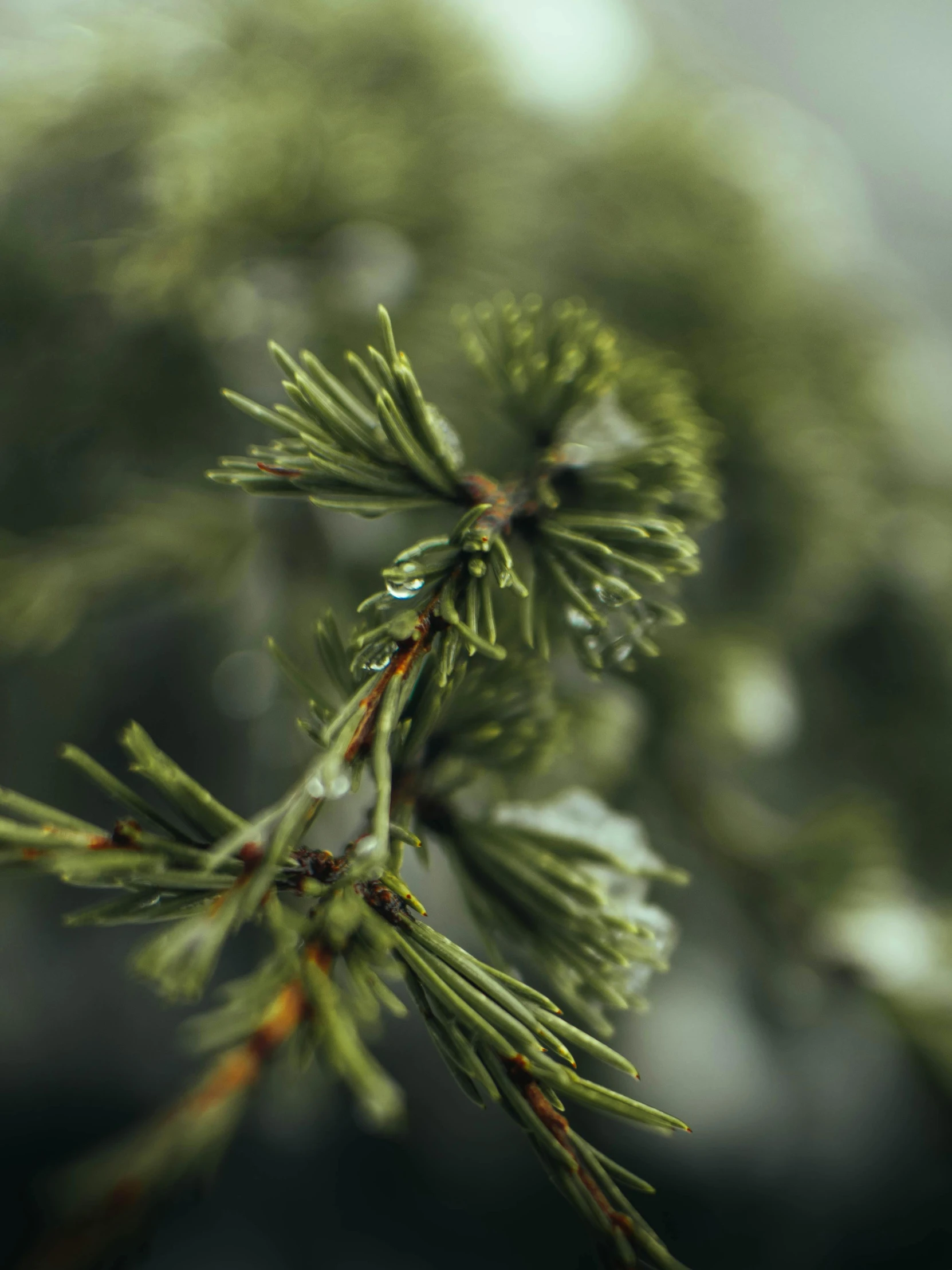 a close up of a pine tree branch, by Jacob Kainen, unsplash, in a rainy environment, micro detail 4k, high angle shot, evergreen valley