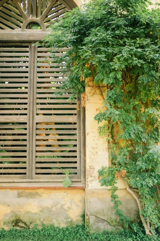 a red fire hydrant sitting in front of a window, inspired by Luis Paret y Alcazar, unsplash, renaissance, wooden fence, overgrown with lush vines, soft sepia tones, rammed earth courtyard