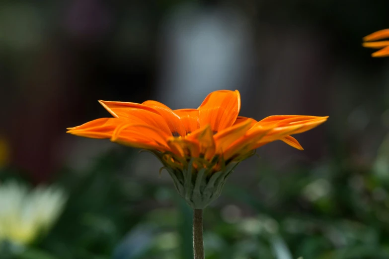 a couple of orange flowers sitting on top of a lush green field, by Jan Rustem, unsplash, photorealism, foreshortening photography, against dark background, close-up shot from behind, giant daisy flower under head