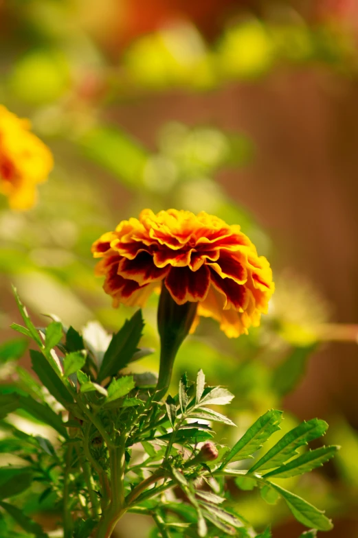 a close up of a yellow and red flower, arabesque, vibrant greenery outside, marigold, spot lit, mid-shot