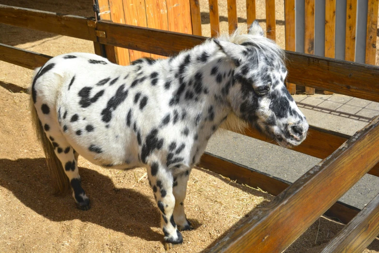 a small pony standing next to a wooden fence, white with black spots, petting zoo, thumbnail, am a naranbaatar ganbold