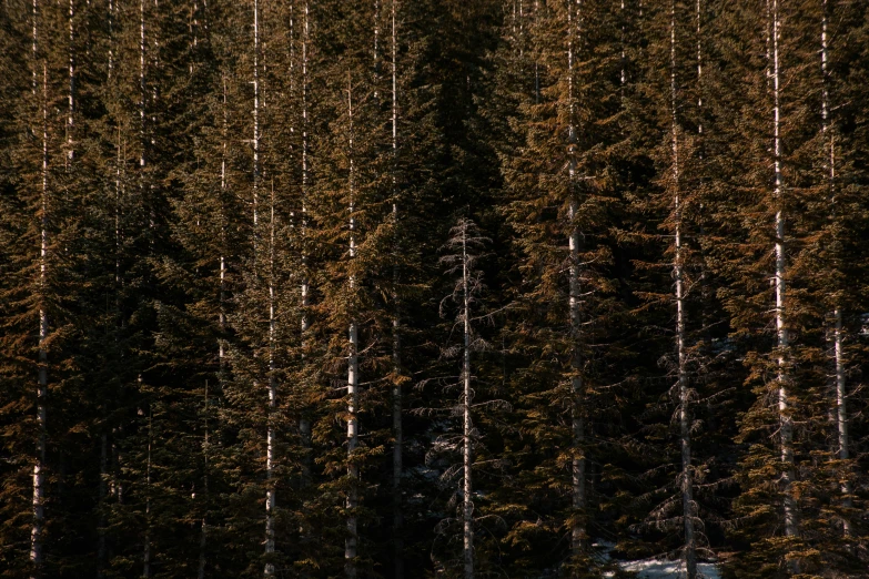 a man riding a snowboard down a snow covered slope, an album cover, inspired by Elsa Bleda, pexels contest winner, dense coniferous forest. spiders, ((trees)), brown, alessio albi