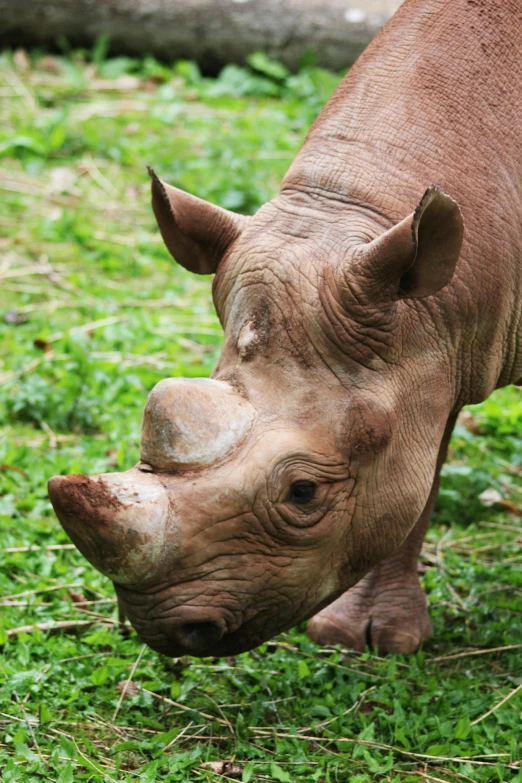 a rhino standing on top of a lush green field, up-close, chocolate, wrinkly forehead, grazing