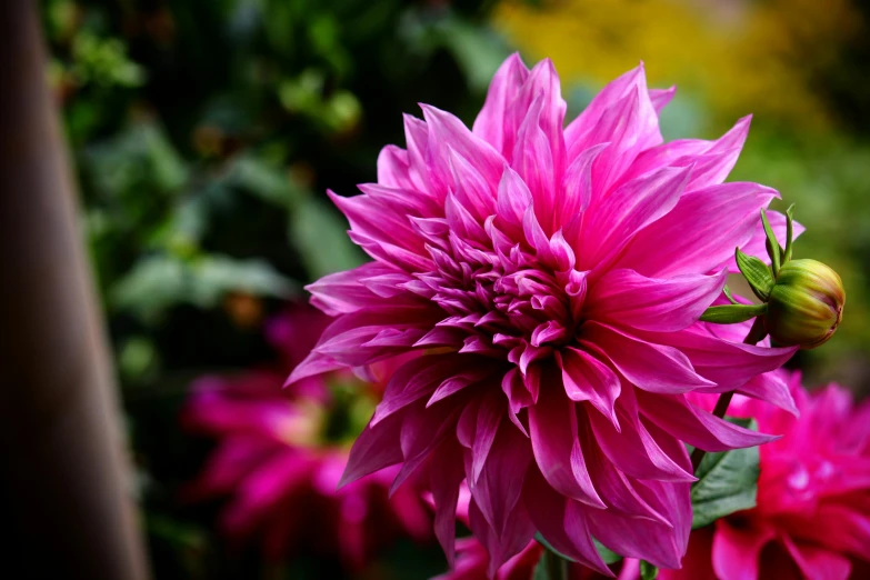 a close up of a pink flower in a garden, a portrait, by Carey Morris, unsplash, dahlias, magenta colours, side profile shot, highly polished