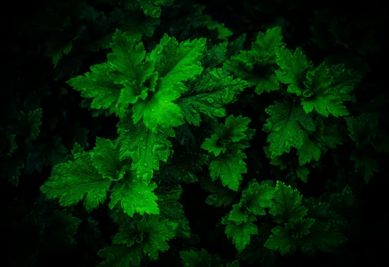 a green plant with leaves in the dark, inspired by Elsa Bleda, pexels contest winner, hurufiyya, bird's view, verbena, forest green, detailed photo 8 k