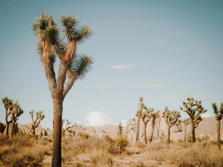 a joshua tree in the middle of a desert, unsplash contest winner, trees in background, background image, trees and bushes, 2000s photo