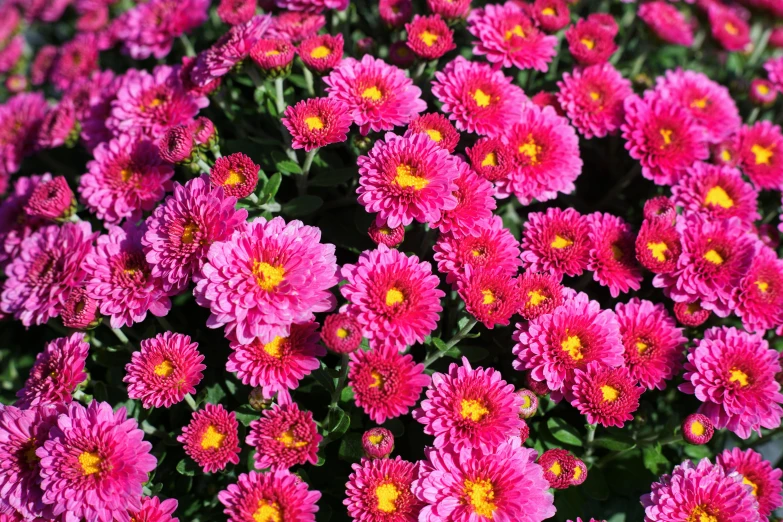 a close up of a bunch of pink flowers, fall vibrancy, chrysanthemums, slightly sunny, fragrant plants