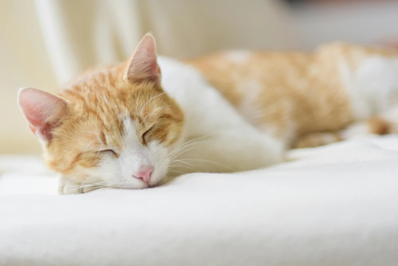 an orange and white cat sleeping on a bed, istock, fan favorite, shot on sony a 7, smooth feature