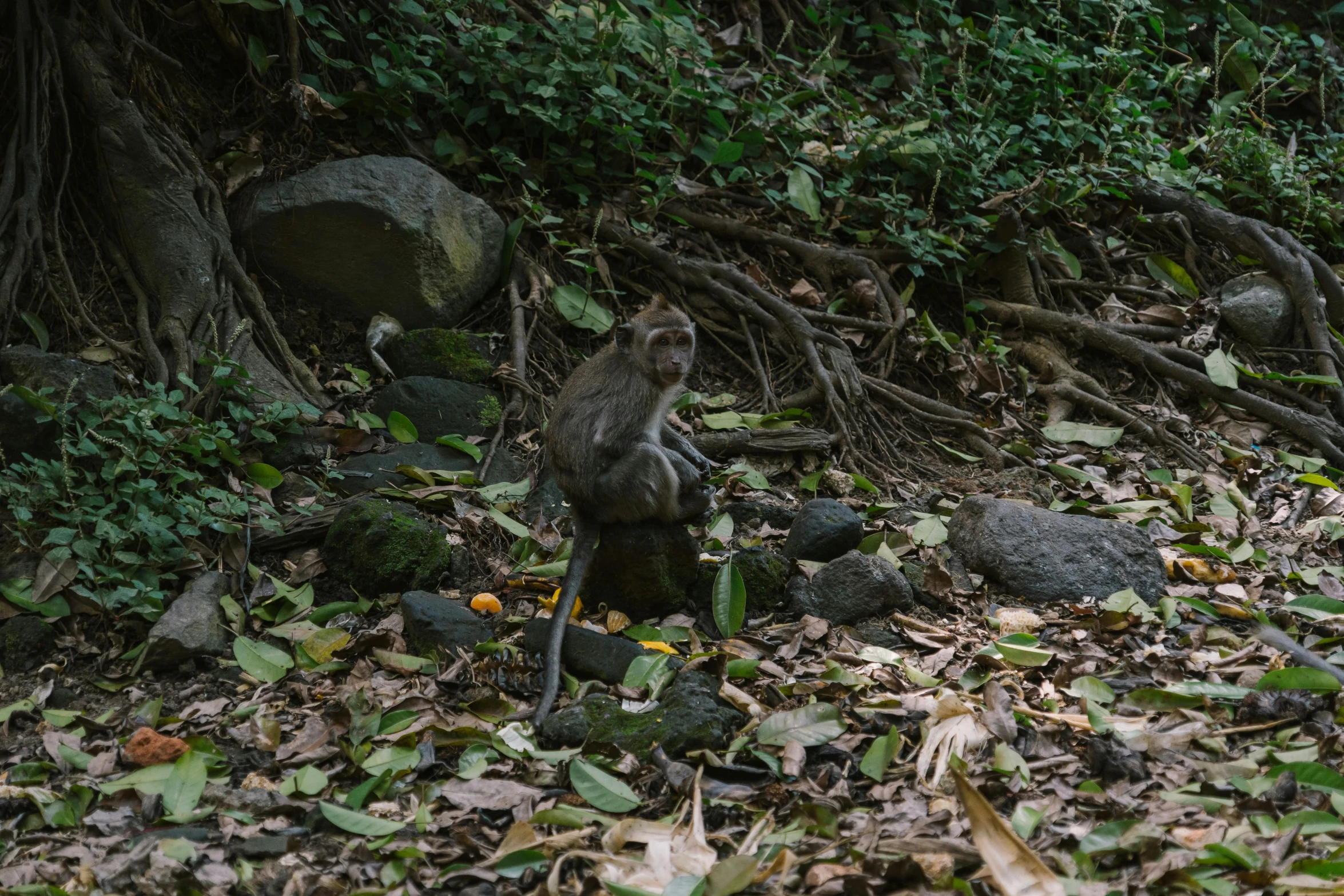 a monkey standing on top of a pile of leaves, pexels contest winner, sumatraism, rocky ground with a dirt path, gray, fishing, tropical forest