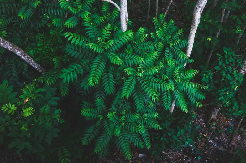 a lush green forest filled with lots of trees, a screenshot, inspired by Elsa Bleda, pexels contest winner, hurufiyya, moringa oleifera leaves, next to a plant, a high angle shot, dark green