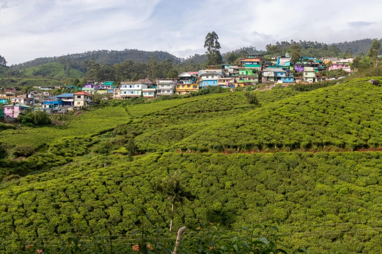 a lush green hillside with houses in the distance, hurufiyya, green tea, colorful caparisons, stacked image