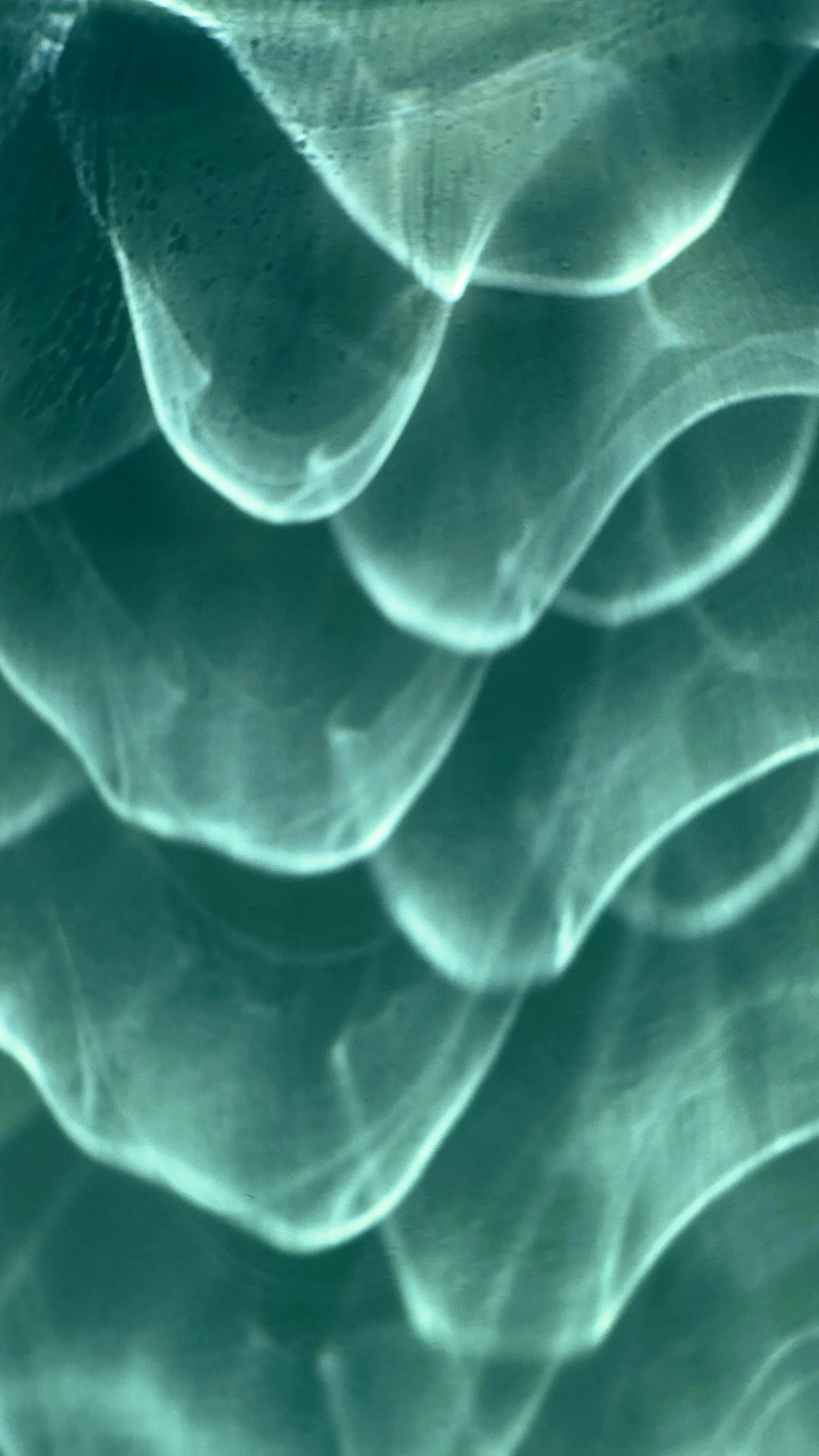 a close up view of a body of water, a microscopic photo, inspired by Vija Celmins, pexels, generative art, teal ethereal tendril wings, checkerboard pattern underwater, abstract claymation, seafoam green