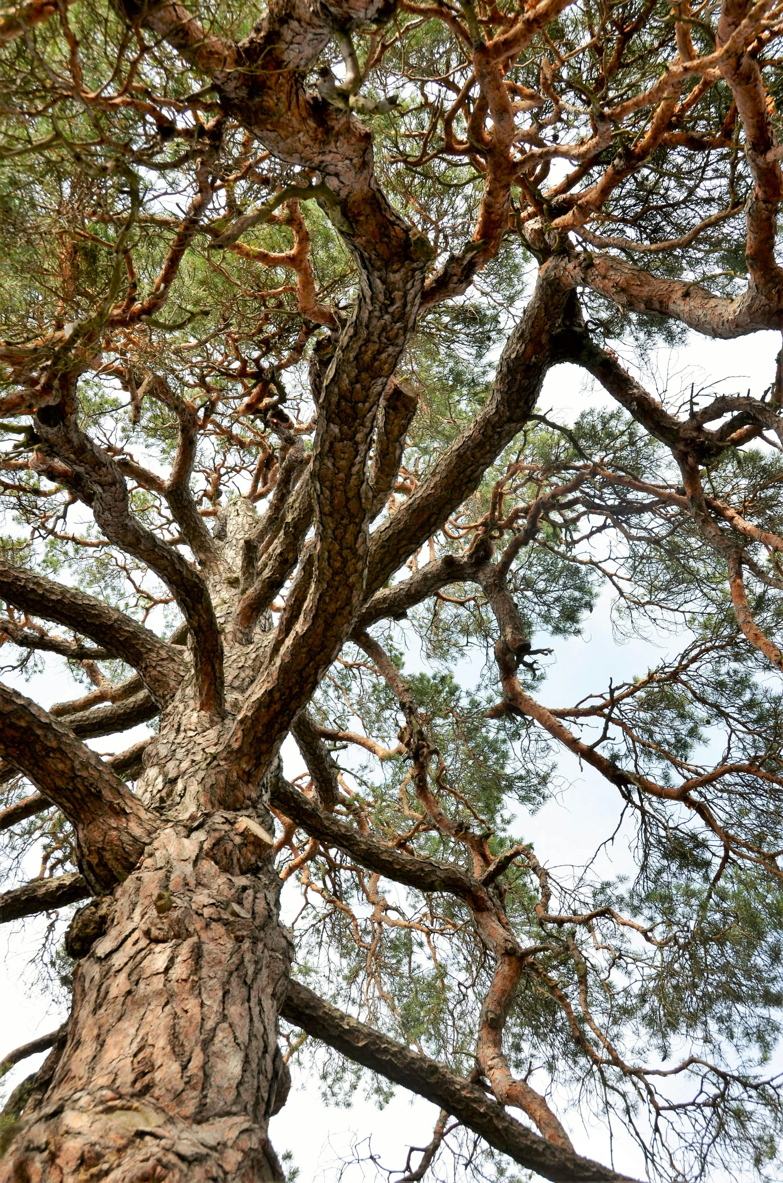 a very tall tree with lots of branches, by Sven Erixson, unsplash, arrendajo in avila pinewood, ((trees)), dynamic closeup, panorama