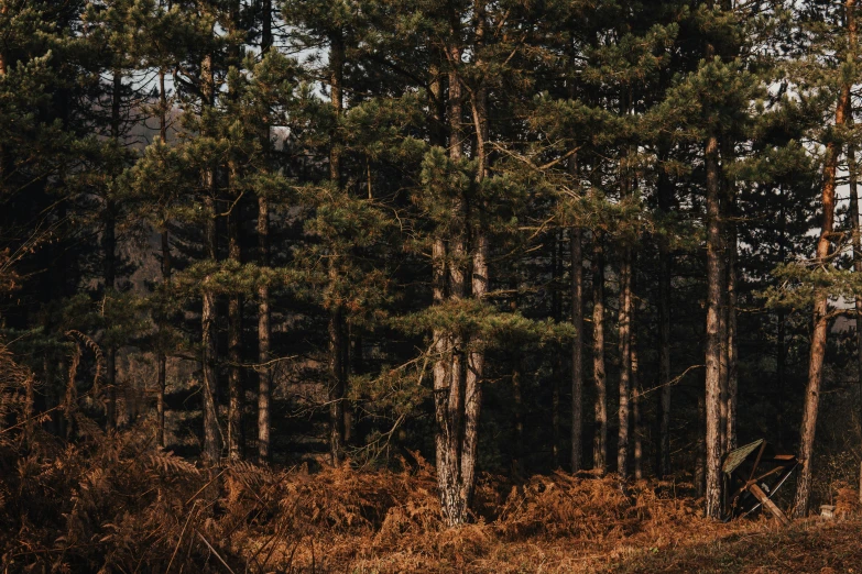 a red fire hydrant sitting in the middle of a forest, by Emma Andijewska, unsplash, dark pine trees, panoramic shot, ((trees)), wood print