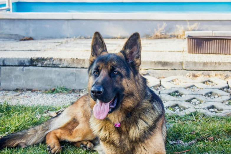 a dog that is laying down in the grass, standing near the beach, german shepherd, 2019 trending photo, from wheaton illinois