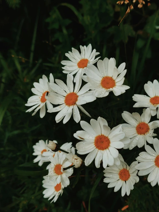 a bunch of white flowers with orange centers, an album cover, by Attila Meszlenyi, trending on unsplash, cottagecore flower garden, taken in the early 1990s, ilustration, high quality picture