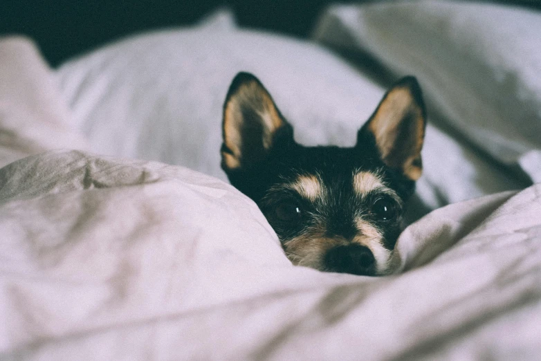 a small dog laying on top of a bed, pexels contest winner, hiding, ears, late evening, wide eyed