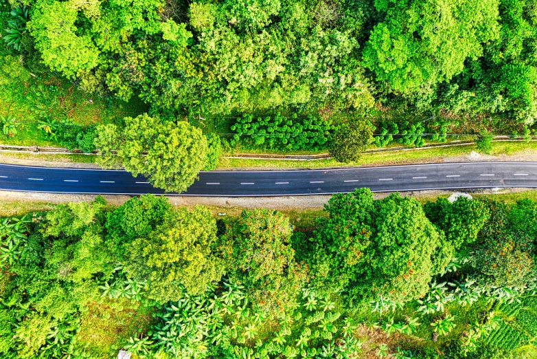 an aerial view of a road surrounded by trees, green jungle, istock, technology and nature in harmony, flat lay