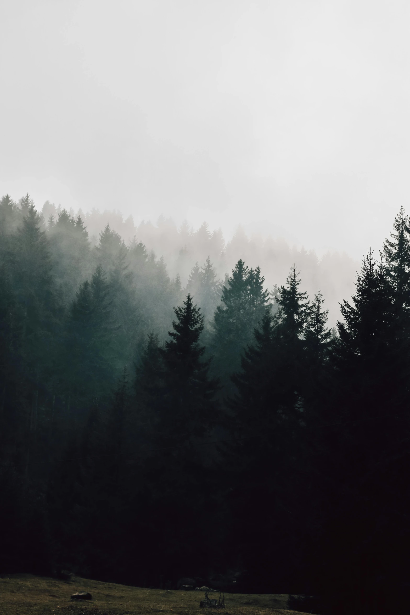 a black and white photo of a forest, unsplash contest winner, faded colors, evergreen, foggy sky, ((trees))