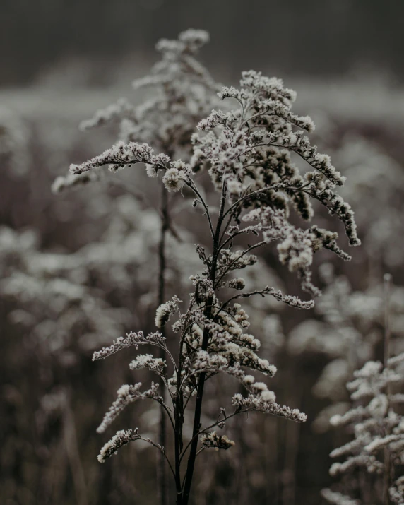 a black and white photo of a field of flowers, inspired by Elsa Bleda, unsplash contest winner, tonalism, cold as ice! 🧊, dried fern, pale as the first snow of winter, phragmites