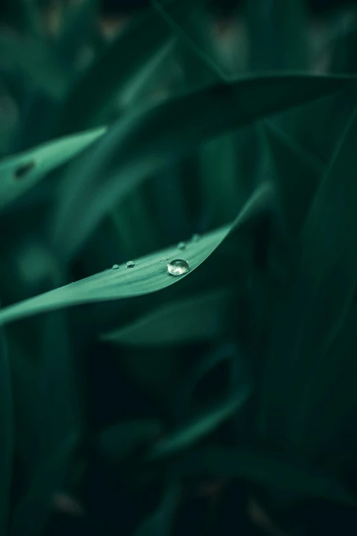 a close up of a leaf with water droplets on it, inspired by Elsa Bleda, unsplash contest winner, tooth wu : : quixel megascans, 4 k hd wallpapear, the grass, dark green water