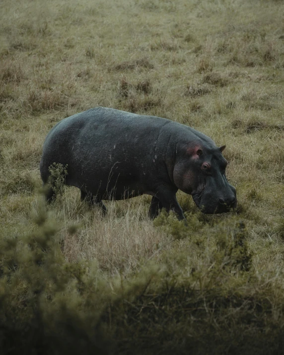 a hippo standing on top of a grass covered field, in the middle of a field