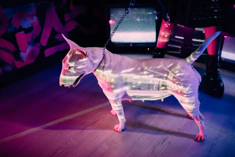 a white dog standing on top of a wooden floor, a hologram, unsplash, holography, cyberpunk strip clubs, crown of (pink lasers), performing, hyperrealistic photo