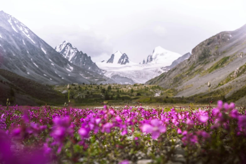 a field of purple flowers with mountains in the background, pexels contest winner, inuit heritage, pink flowers, glaciers, view from below