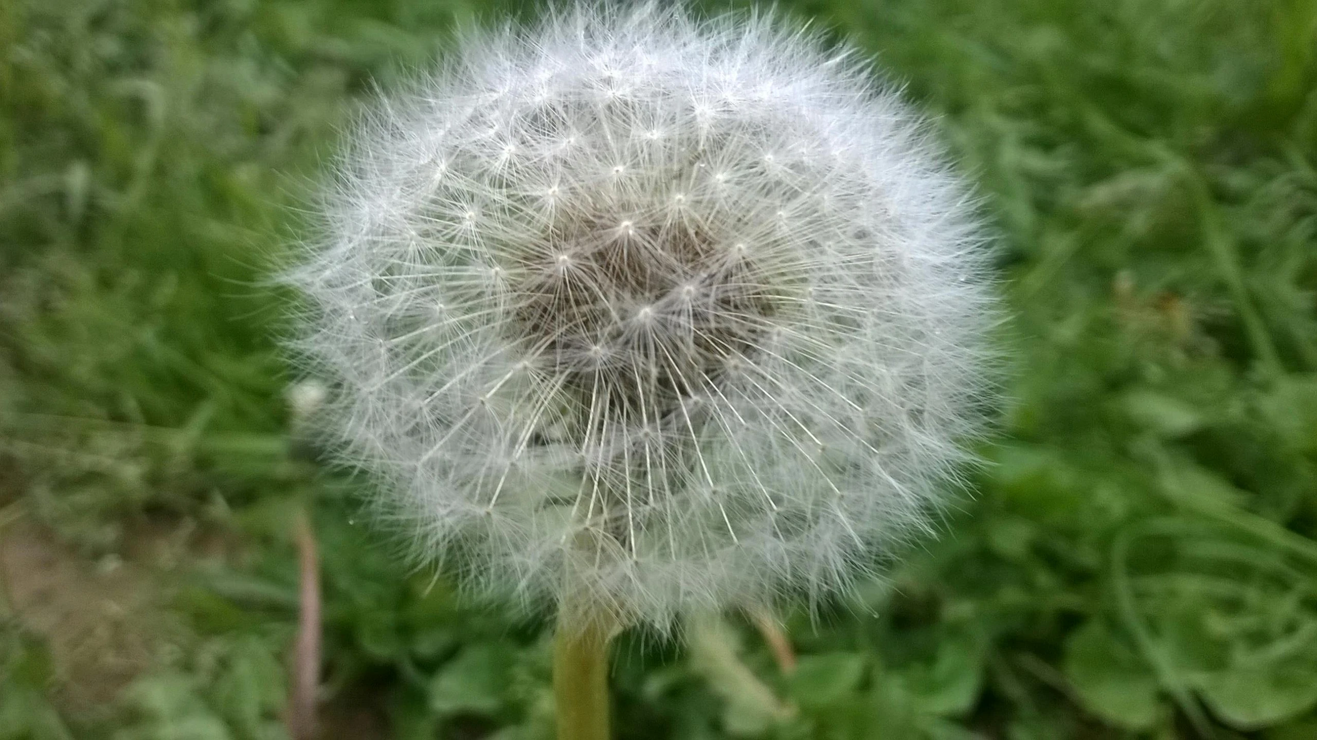 a close up of a dandelion in a field, by Mandy Jurgens, hurufiyya, bushy white beard, photo taken in 2018, from wheaton illinois, ancient fairy dust