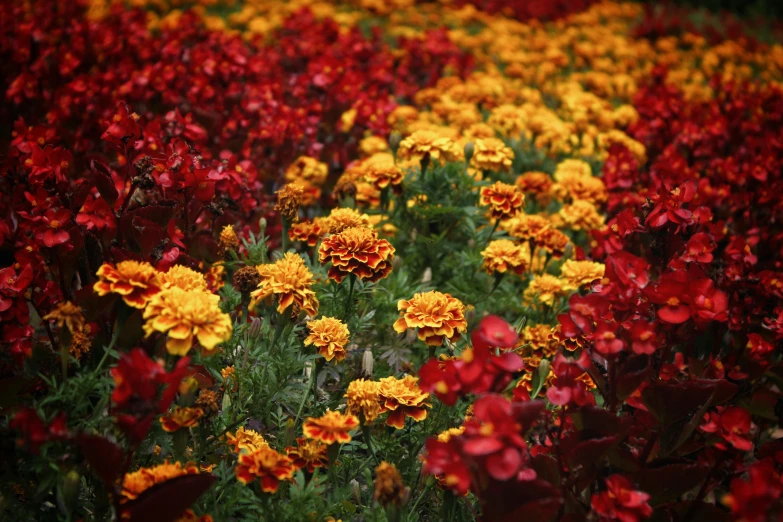 a field full of red and yellow flowers, by Elizabeth Durack, pexels, burnt sienna and venetian red, annie lebowitz, marigold, deep colours. ”