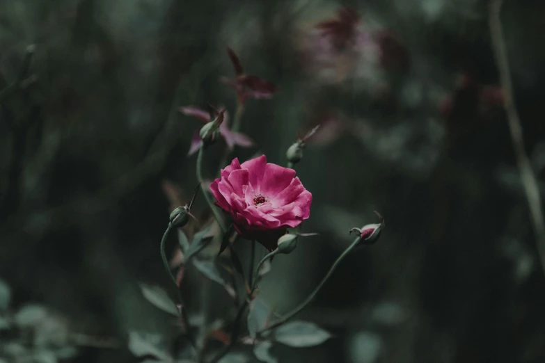 a pink flower sitting on top of a lush green field, inspired by Elsa Bleda, unsplash contest winner, romanticism, in a dark forest, red roses, on a gray background, gothic aesthetic
